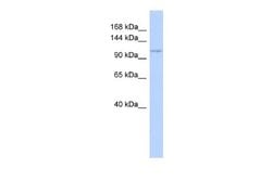 ZC3H7B Rabbit anti-Human, Polyclonal, Novus Biologicals 0.1ml; Unconjugated:Antibodies,